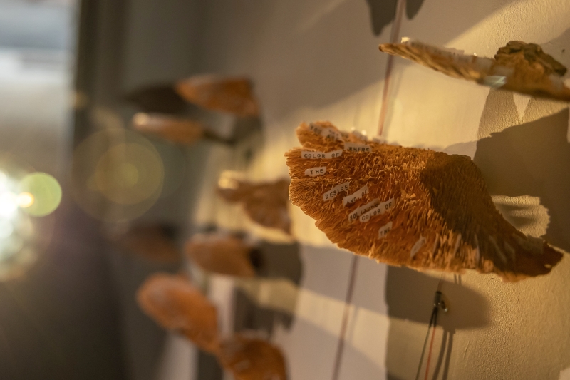 「三個太陽」個展｜胡農欣｜國藝會補助成果檔案庫