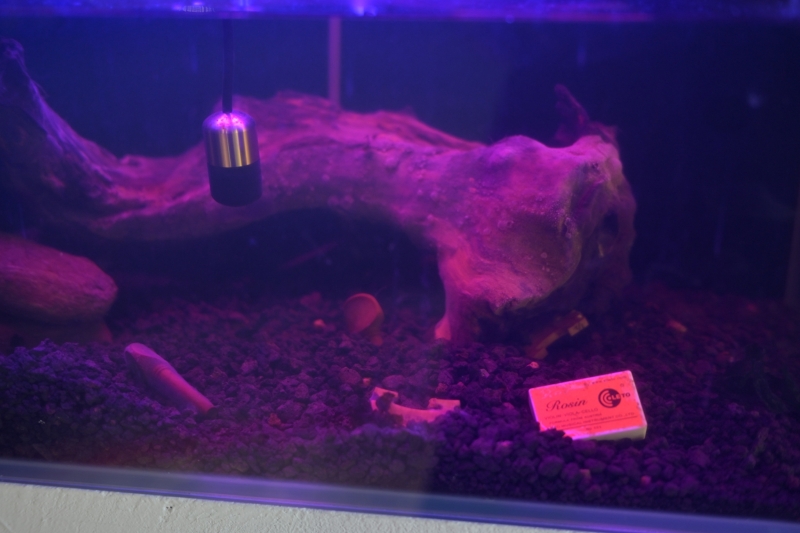 變成弦樂器的樹｜林佩儒｜國藝會補助成果檔案庫