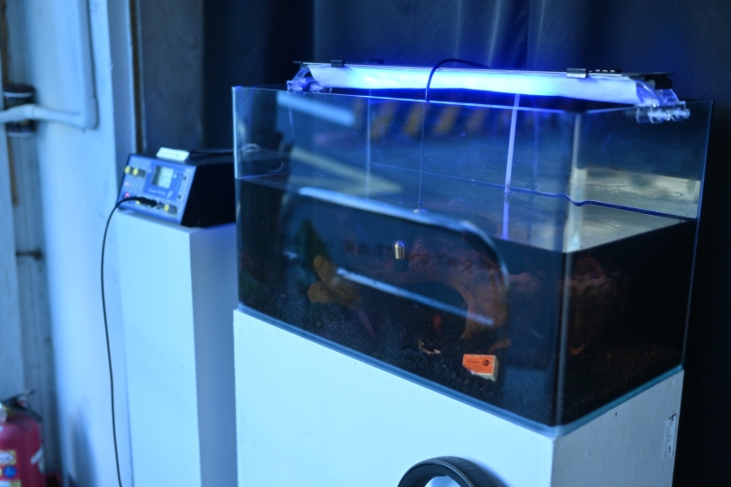 變成弦樂器的樹｜林佩儒｜國藝會補助成果檔案庫