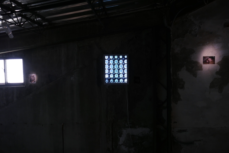 《本是同根生》—— 蔡定邦 個展 ｜蔡定邦｜國藝會補助成果檔案庫