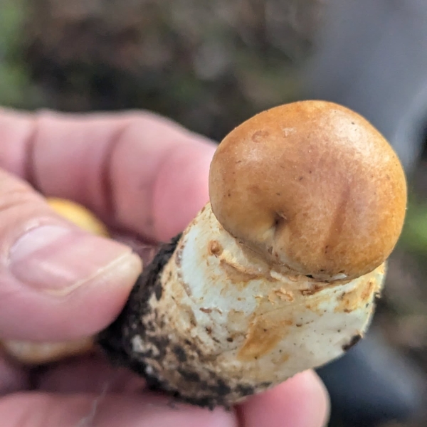 芬蘭薩里駐地計畫計畫｜印卡｜國藝會補助成果檔案庫